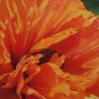 Poppy by Joy Linder
