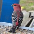 pine grosbeak, spruce, Maine, bird, birds