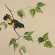 Julie Babb “American Redstart”
