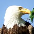 Bald eagle, Susan Craig