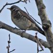 fieldfare, Jeff Cherry, Boothbay Register