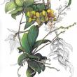 Maine artist Barbara Bean