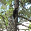 Black-backed  Woodpecker, Katahdin Woods and Waters National Monument, Jeff Wells, birds, Maine
