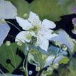 Marcia Brandwein
