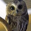 Northern Saw-whet Owl, Boothbay Register, Maine