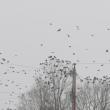 American crows, birds, Maine, Boothbay Register, Jeff Wells