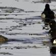 ring-necked duck, Boothbay Register, Maine