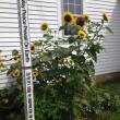 LISA KRISTOFF/Boothbay Register