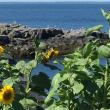 LISA KRISTOFF/Boothbay Register