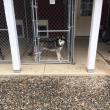 Boothbay Canine, Carole Jordan, dogs, kennel, business