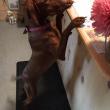 Boothbay Canine, Carole Jordan, dogs, kennel, business