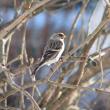 Common redpoll, Jeff Wells