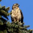 great black hawk, Boothbay Register