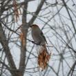 #bird-column, Pine Grosbeak, Boothbay Register