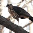 great black hawk, Boothbay Register