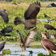 snail kite, everglades, Boothbay Register