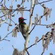 #bird-column, Boothbay Register, Wiscasset Newspaper, Jeff Wells, Yellow-bellied Sapsucker