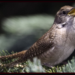 #bird-column, house wren, Boothbay Register
