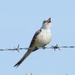 Scissor-tailed flycatcher, Boothbay Register