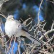 Northern Mockingbird, Boothbay Register, Jeff Wells