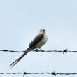 Scissor-tailed flycatcher, Boothbay Register