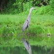 #bird-column, #boothbay-register, #Jeff-Wells, #birds, #Maine