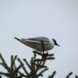 #bird-column, #Boothbay-Register, #Allison-Wells, #Jeff-and-Allison-Wells, #Maine #birds, #gulls
