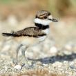 #bird-column, #boothbayregister, #MickielOversteegen 