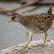 #bird-column, #boothbayregister, #birds, #maine