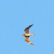 #bird-column, #boothbay register, #Jeff and Allison Wells, #Wiscasset newspaper, #Migratory Bird Treaty Act, #Maine, #birds, #common nighthawk