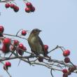 #bird-column, #boothbay register, #Jeff and Allison Wells, #Wiscasset newspaper, #Migratory Bird Treaty Act, #Maine, #birds