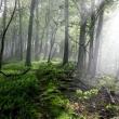 Forest Bathing