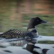 #bird-column, #birds, #JeffandAllisonWells, #BoothbayRegister, #WiscassetNewspaper, #landformaine’sfuture, #LMF, Maine