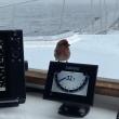 #bird-column, #AllisonWells, #JeffandAllisonWells, #BoothbayRegister, #WiscassetNewspaper, #birds, #winterfinch, #irruptions, #invasions 