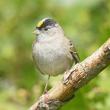 #bird-column, #boothbay-register, #Jeff-and-Allison-Wells, #birds, #goldencrownedsparrow, #wiscasset-newspaper
