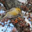 #bird-column, #boothbay-register, #wiscasset-newspaper, #birds, #jeff-and-allison-wells, #maine, #christmas-bird-count