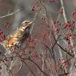 #bird-column, #boothbay-register, #wiscasset-newspaper, #redwing, #birds, #Jeff-and-Allison-Wells, #Maine