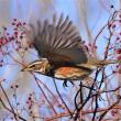 #bird-column, #boothbay-register, #wiscasset-newspaper, #redwing, #birds, #Jeff-and-Allison-Wells, #Maine