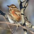 #bird-column, #boothbay-register, #wiscasset-newspaper, #redwing, #birds, #Jeff-and-Allison-Wells, #Maine