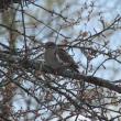 #bird-column, #boothbay-register, #wiscasset-newspaper, #Jeff-and-Allison-Wells, #white-winged-dove, #maine, #birds