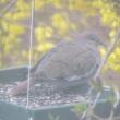 #bird-column, #boothbay-register, #wiscasset-newspaper, #Jeff-and-Allison-Wells, #white-winged-dove, #maine, #birds