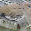 #bird-column, #boothbay-register, #wiscasset-newspaper, #Jeff-and-Allison-Wells, #white-winged-dove, #maine, #birds