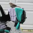 #bird-column, #boothbay-register, #Jeff-and-Allison-Wells, #birds #maine