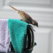 #bird-column, #boothbay-register, #Jeff-and-Allison-Wells, #birds #maine
