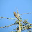 #bird-column, #jeff-and-allison-wells, #Boothbay-Register, #maine, #birds