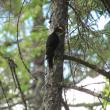 #bird-column, #jeff-and-allison-wells, #Boothbay-Register, #birds, #maine, #katahdin-woods-and-waters-national-monument, #black-backed-woodpecker
