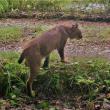 #bird-column, #maine, #Jeff-and-Allison-Wells, #birds, #boothbay-register, #wildlife-cams, #bobcat