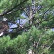 #bird-column, #jeff-and-allison-wells, #boothbay-register, #birds, #maine, #bald-eagles