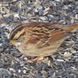 #bird-column, #Boothbay-Register, #jeff-and-allison-wells, #birds, #maine