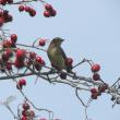 #bird-column, #Boothbay-Register, #jeff-and-allison-wells, #birds, #maine